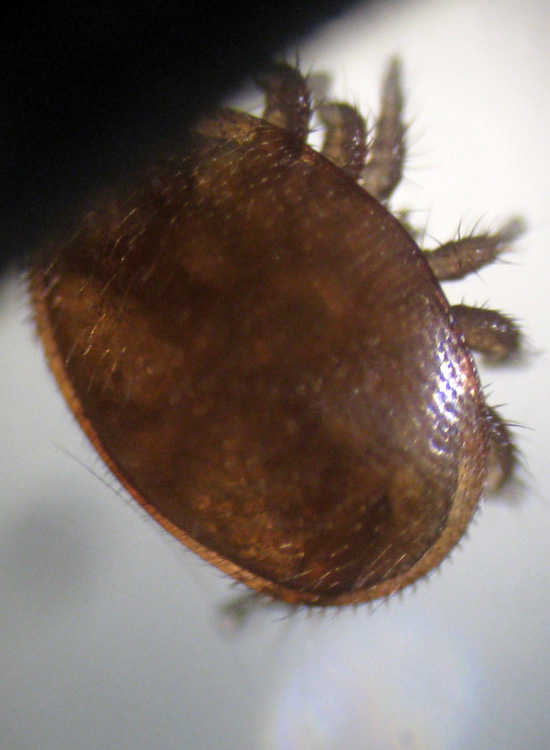 Varroa jacobsoni